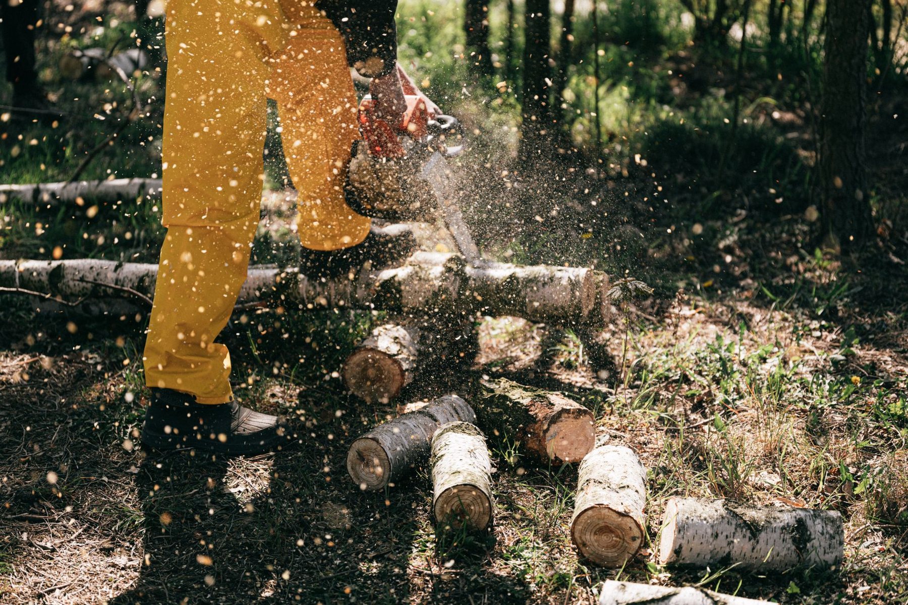 Emergency Tree Service in Mesa AZ