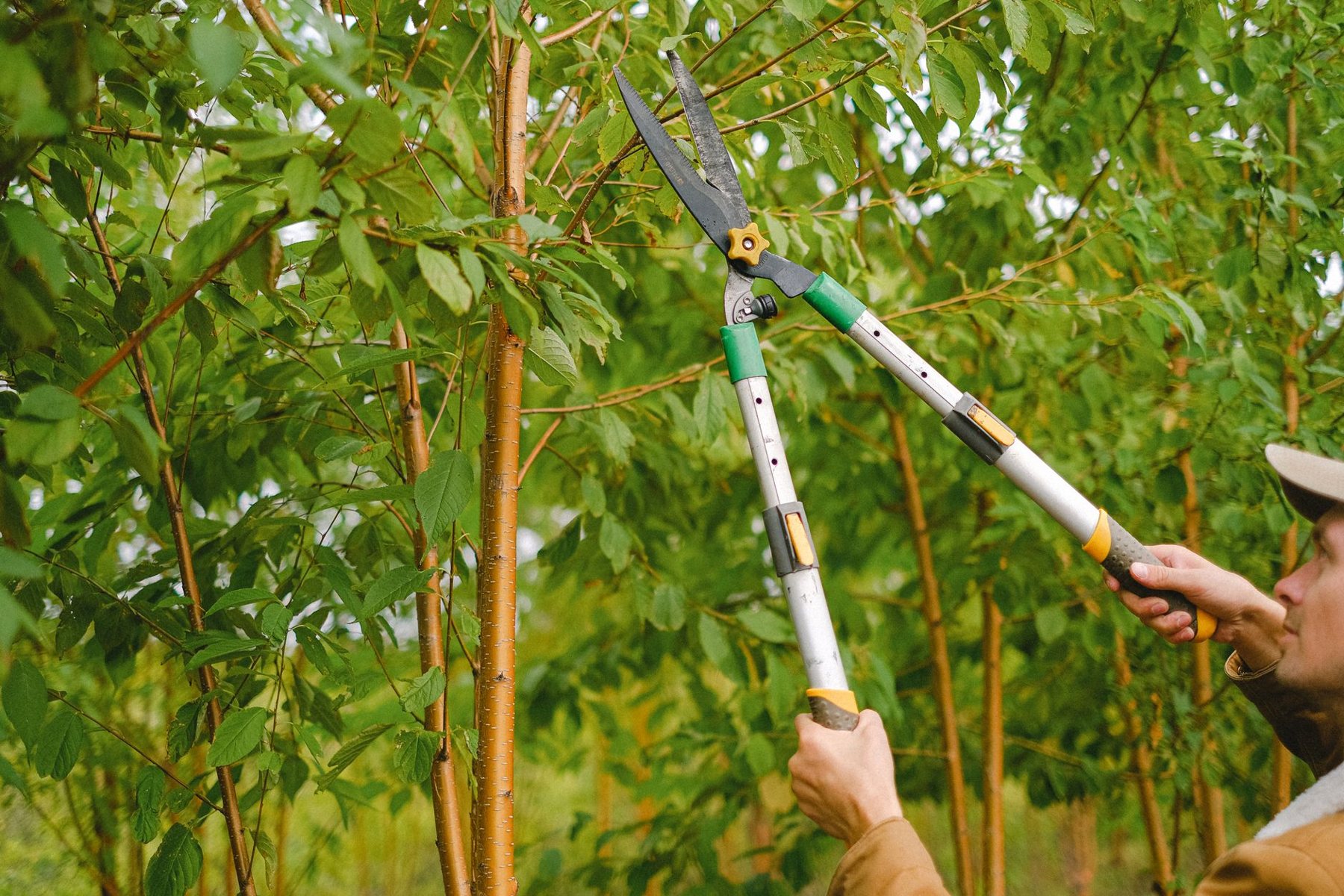 Tree Trimming & Pruning in Mesa AZ