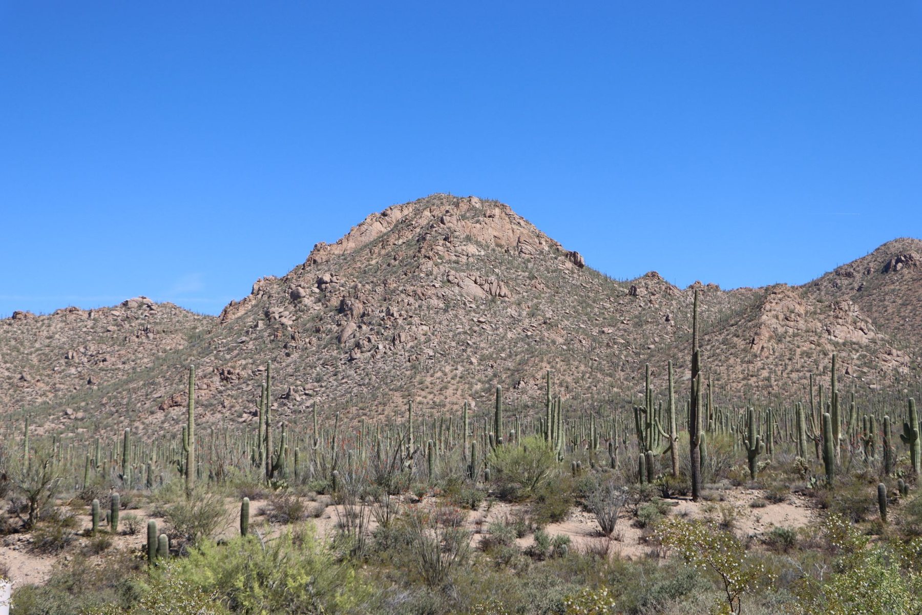 Desert trees thinned right in Mesa, AZ